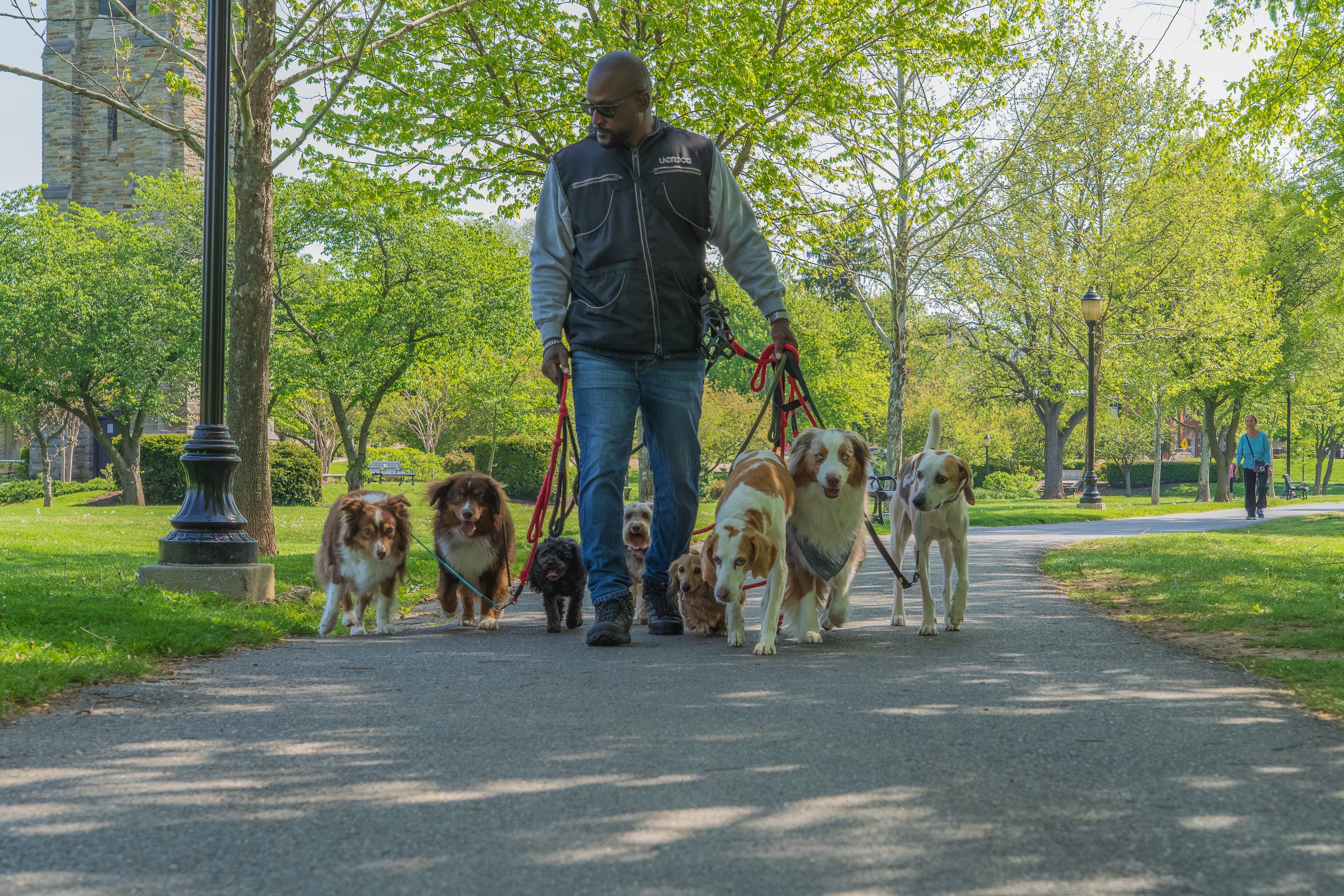Jay and the pack on a stone path at golden hour