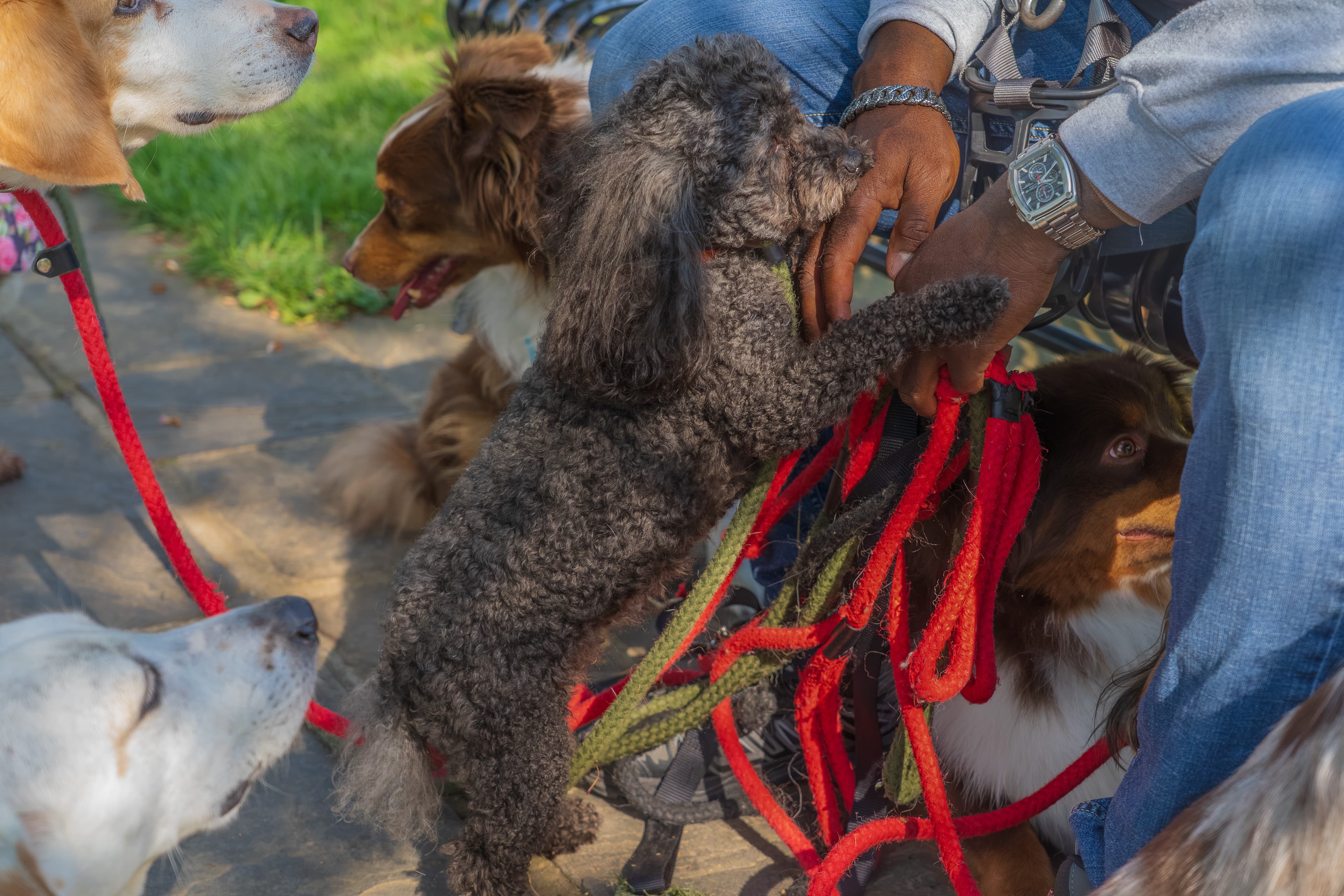 Jay working hands-on with a puppy, ready to start