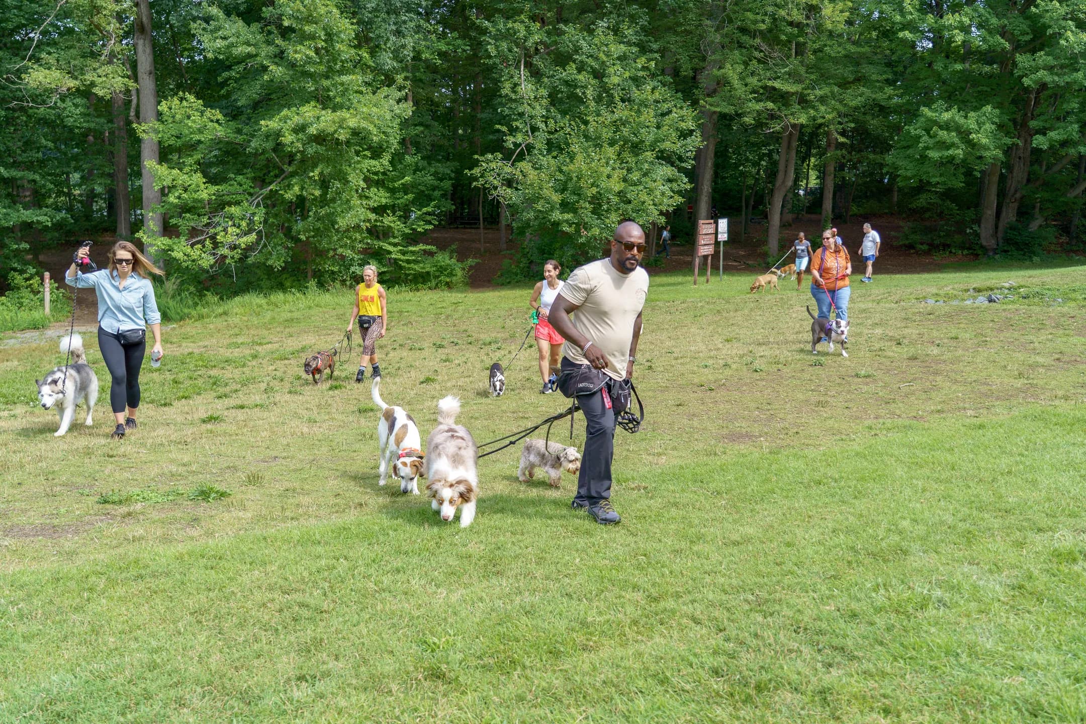 Jay moving across an open field with a small pack of dogs on lead while other handlers work their dogs nearby.