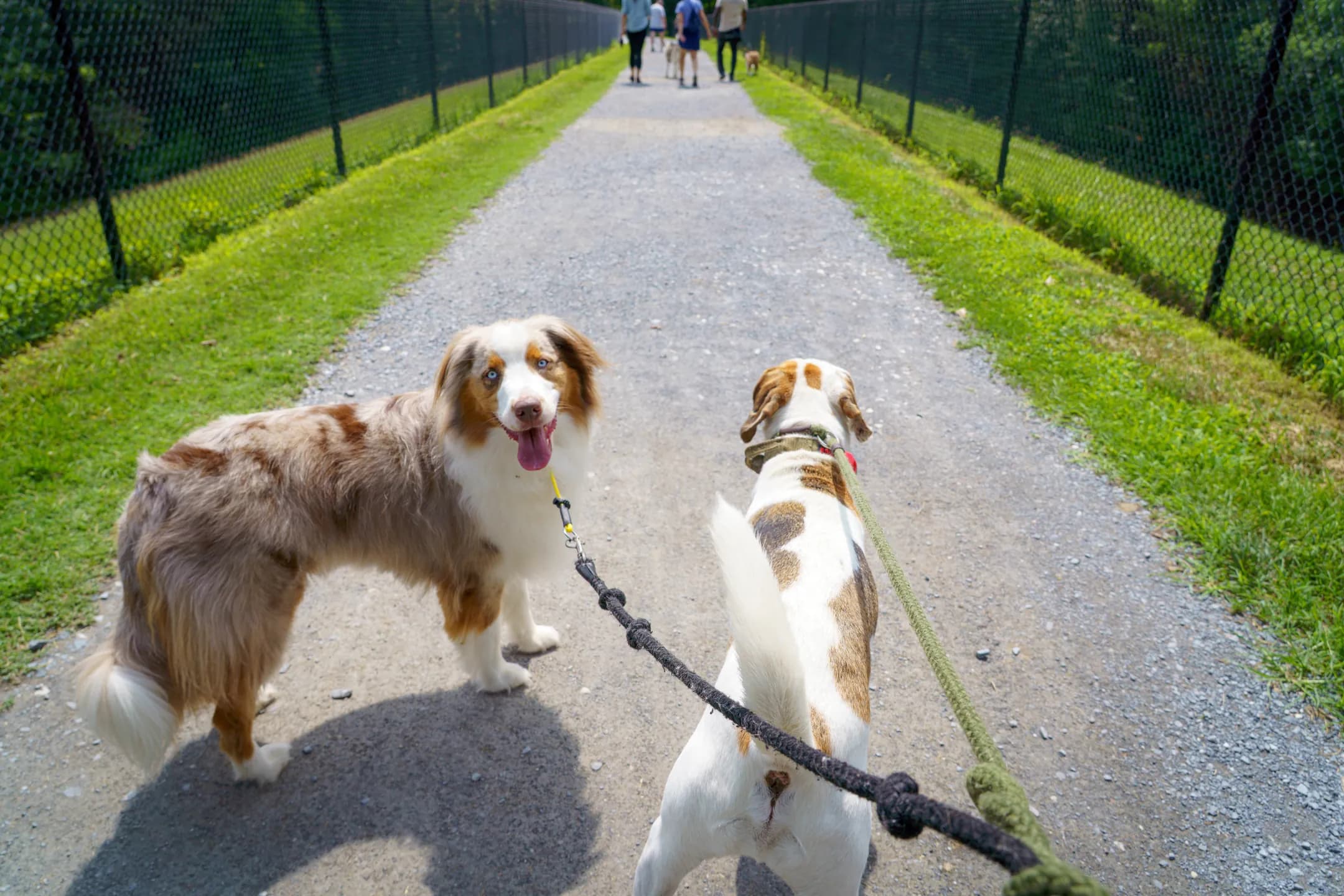 Two leashed dogs on a fenced park path at the head of a Salty Chief K-9 pack walk, seen from the handler's point of view.